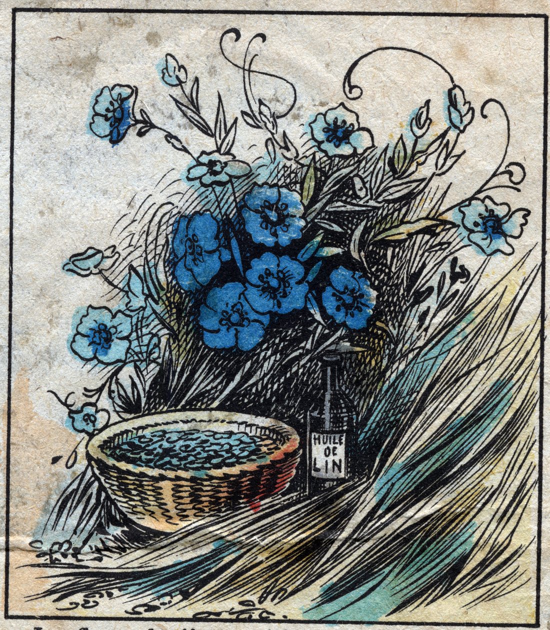 Tessile, lino. Fiore di lino (blu), stelo composto da paglia e filamenti per fare il filo di lino. Semi usati in medicina e da cui si estrae l