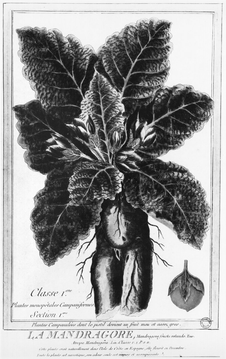La Mandragora da French School