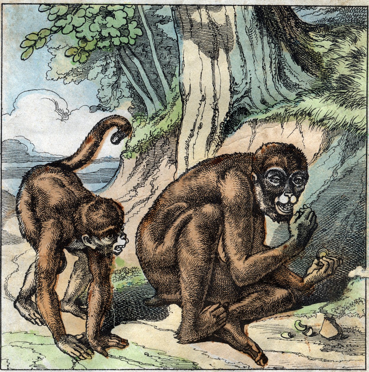 La scimmia e la noce. Favola di Jean-Pierre-Claris (Jean Pierre Claris) di Florian (1755-1794). Illustrazione della fine del XIX secolo. da French School