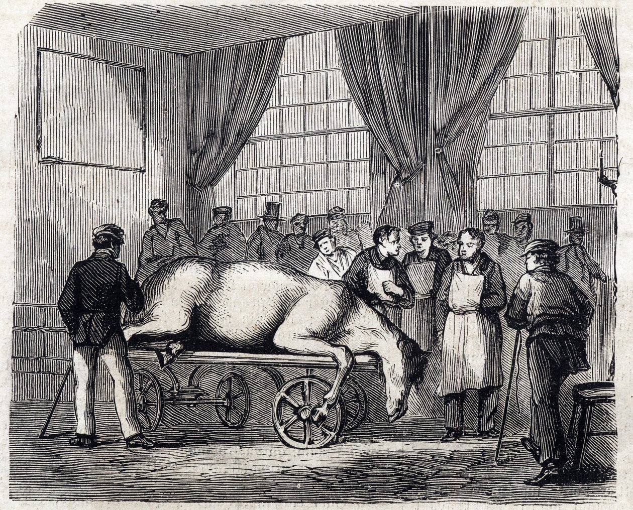 La scuola nazionale veterinaria di Alfort - Le grandi scuole di Francia - scuola veterinaria di Maison Alfort nel 1866 - la sala operatoria - Incisione in "Le monde illustré" del 1866 da French School