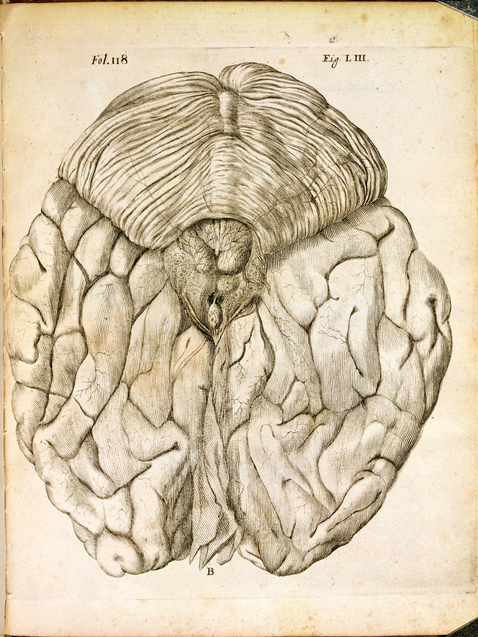 La struttura del cervello, da De Homine Figuris di René Descartes pubblicato a L