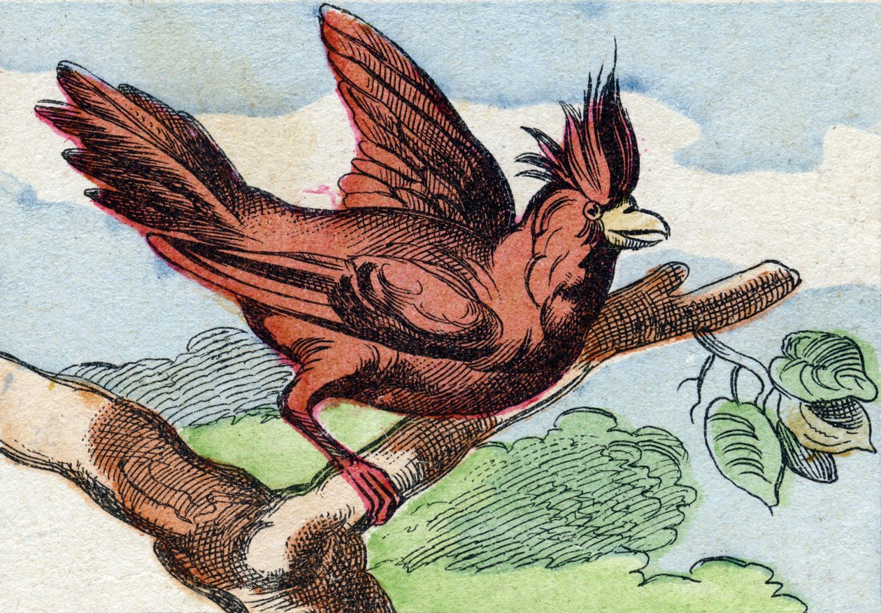 Il cardinale da French School