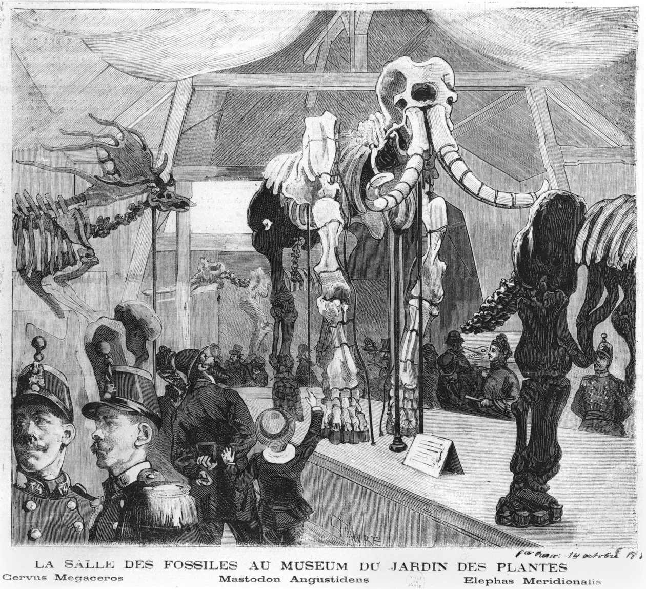 La sala dei fossili al Museo di Storia Naturale di Parigi, c.1880 da French School