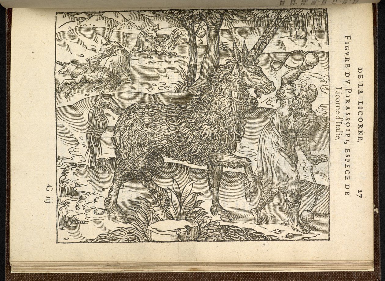 La caccia a un unicorno a due corna (un pirassoipi.) dal 
