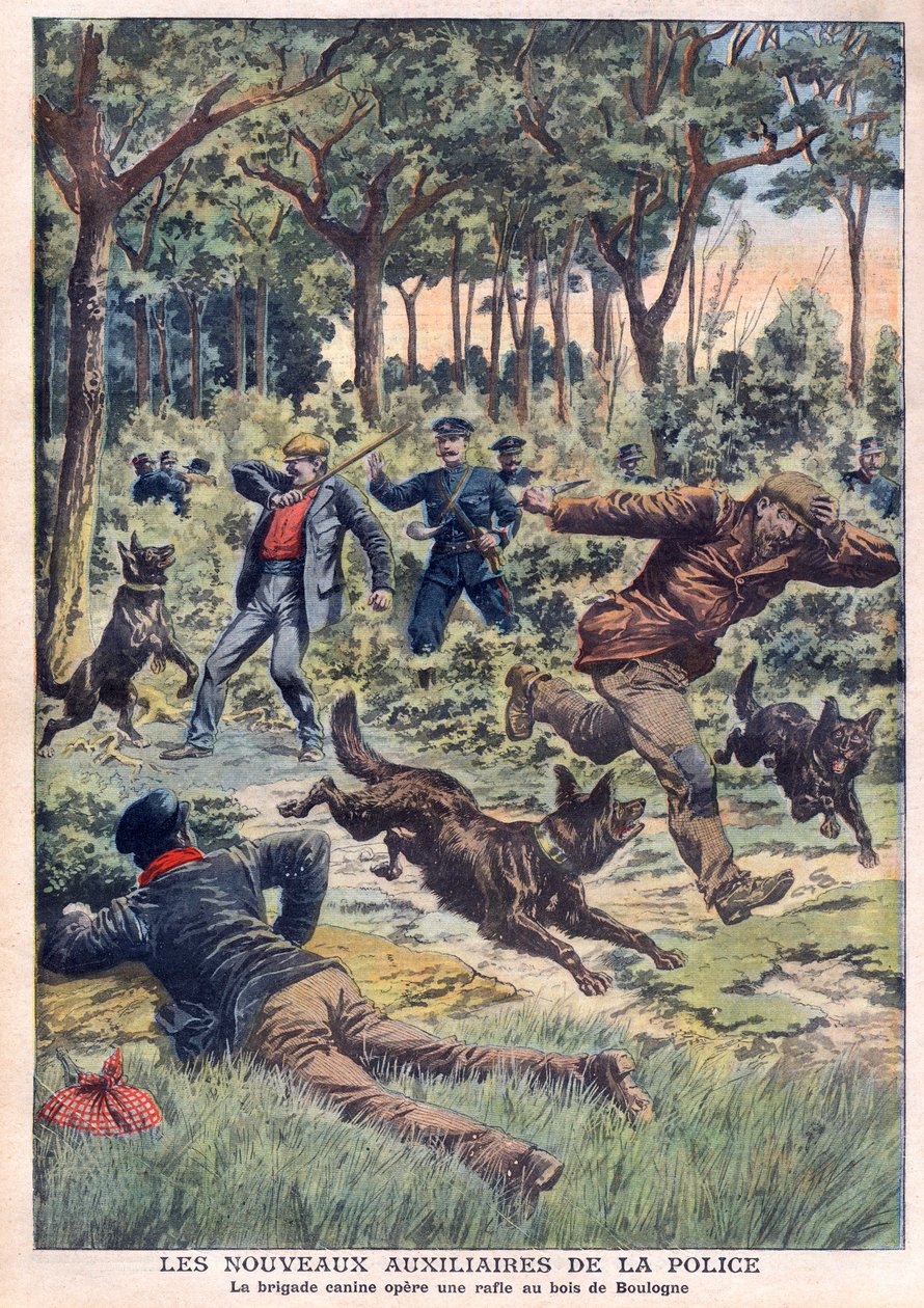I nuovi ausiliari della polizia: la brigata cinofila opera una retata al Bois de Boulogne, illustrazione da 
