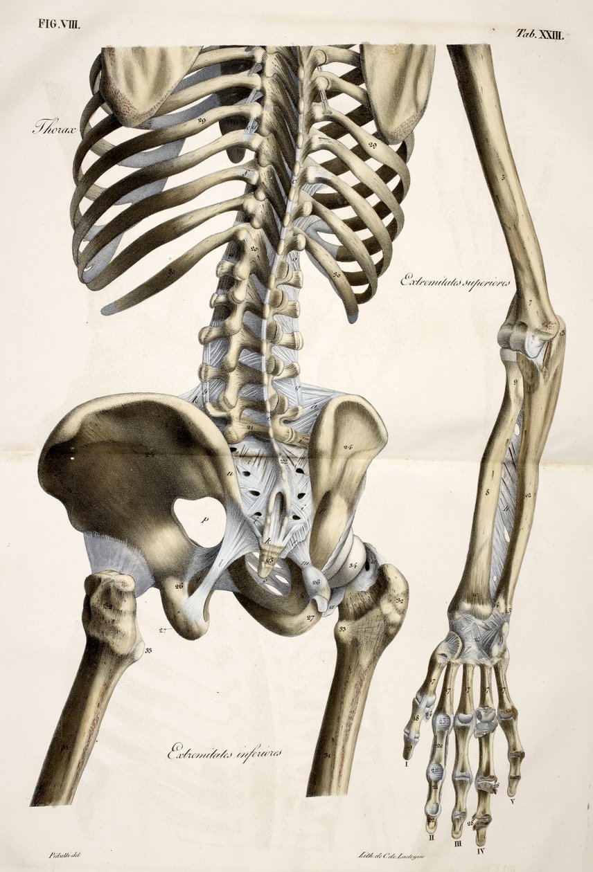 Torace, da Planches anatomiques du corps humain eseguite secondo le dimensioni naturali, accompagnate da un testo esplicativo Pubblicate dal conte di Lasteyrie da French School