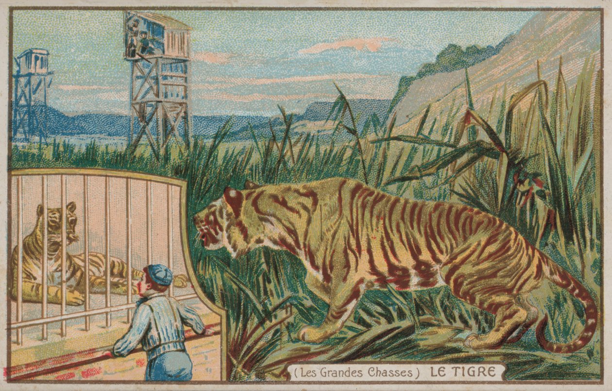 Tigre (cromolito) da French School