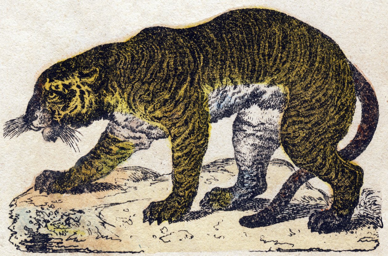 Tigre da French School