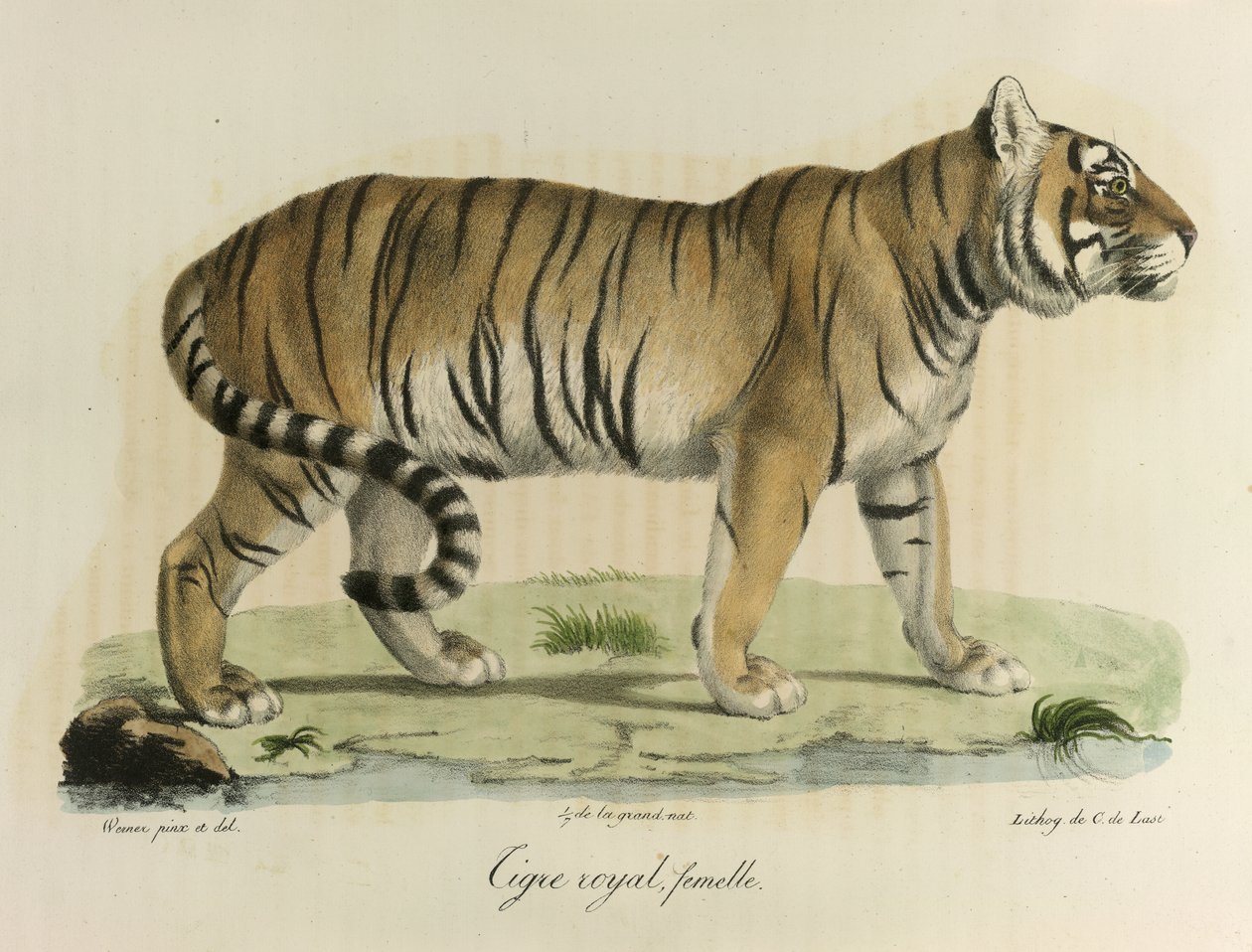 Tigre reale, femmina. Una tigre reale femmina, da Histoire Naturelle des Mammifères da French School