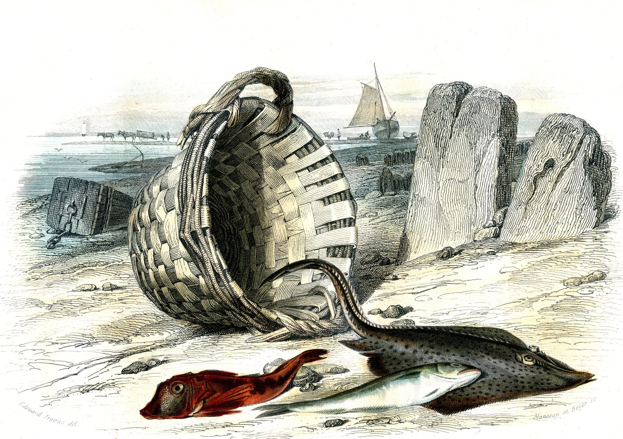 Trigla cuculus, merlano (merlangius merlangus), razza (dipturus batis) - Tavola estratta da Histoire Naturelle di Bernard Germain de Lacepede (1856-1925), edizione P.Furme, Parigi da French School