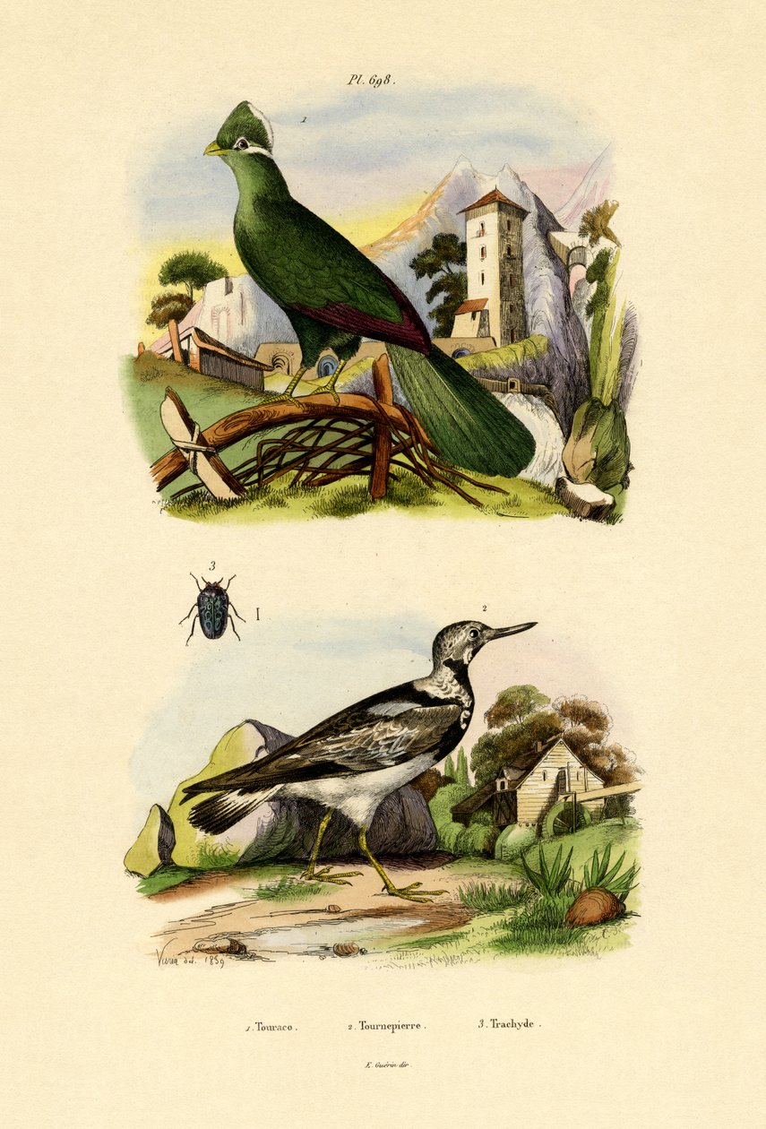 Turaco da French School