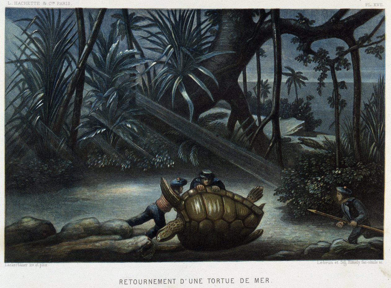 Tartaruga marina - in "Le monde de la mer" di Alfred Fredol, Hachette, Parigi da French School