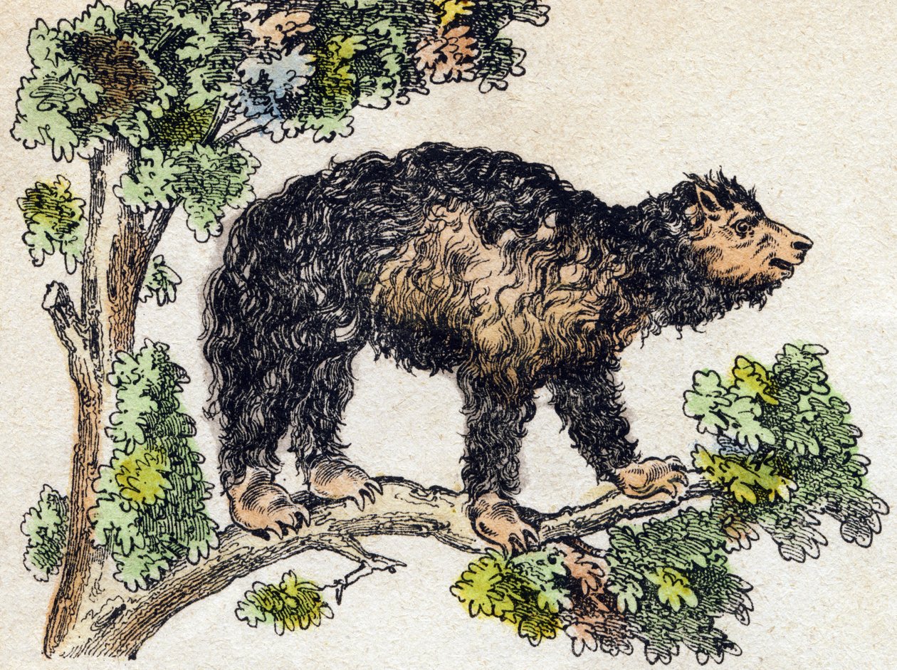 Unau (pigro). Incisione in "Alphabet des animaux sauvages". 9a Serie. Immagini di Epinal, Pellerin, stampatore-editore, circa 1870. Incisioni su legno, stencil. 16 pagine. Dim: 20 x 15 cm. Collezione privata da French School