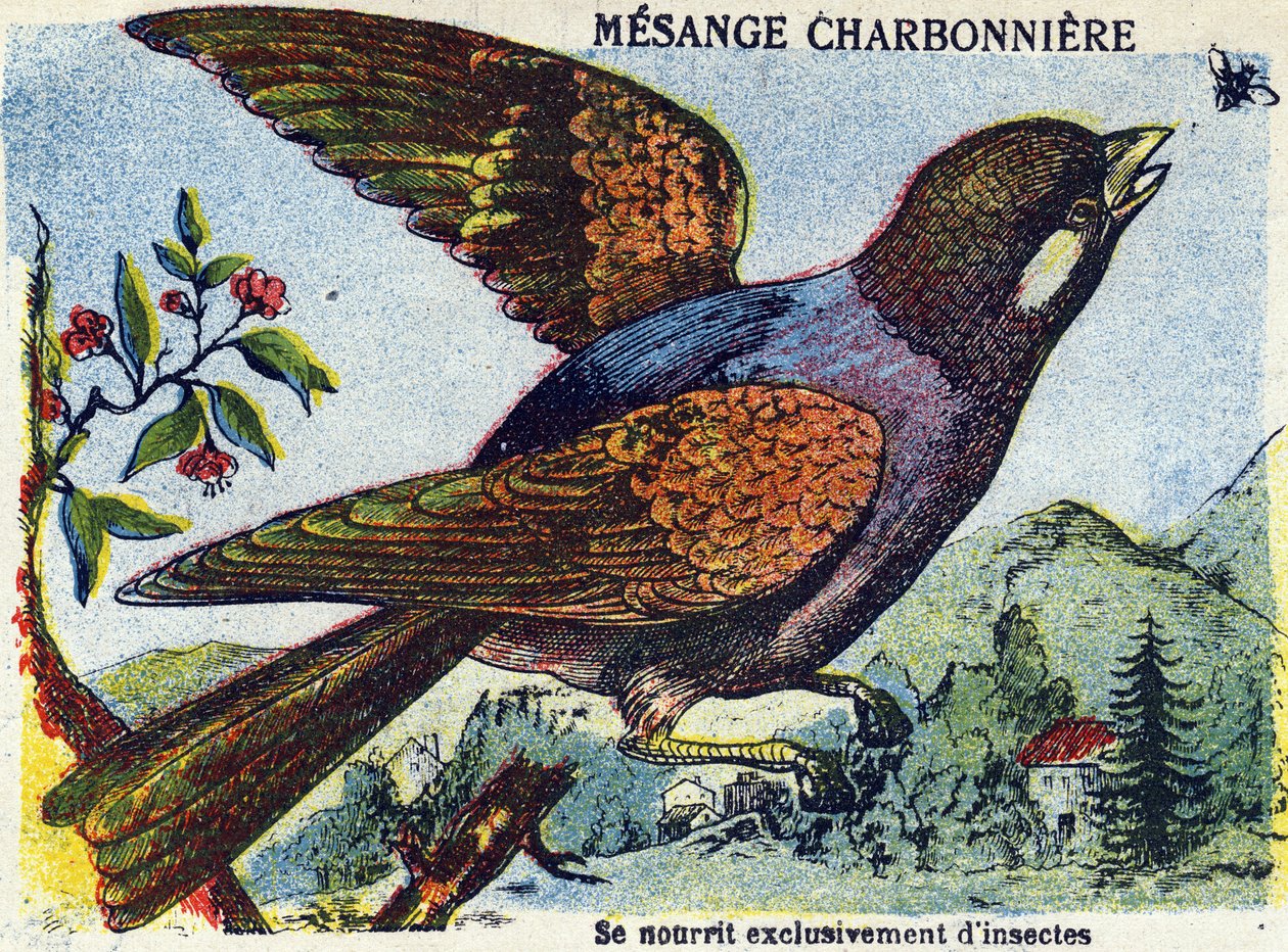 Immagine sconosciuta da French School