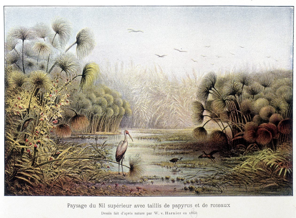 Passaggio del Nilo Superiore con papiro e canneto. da French School