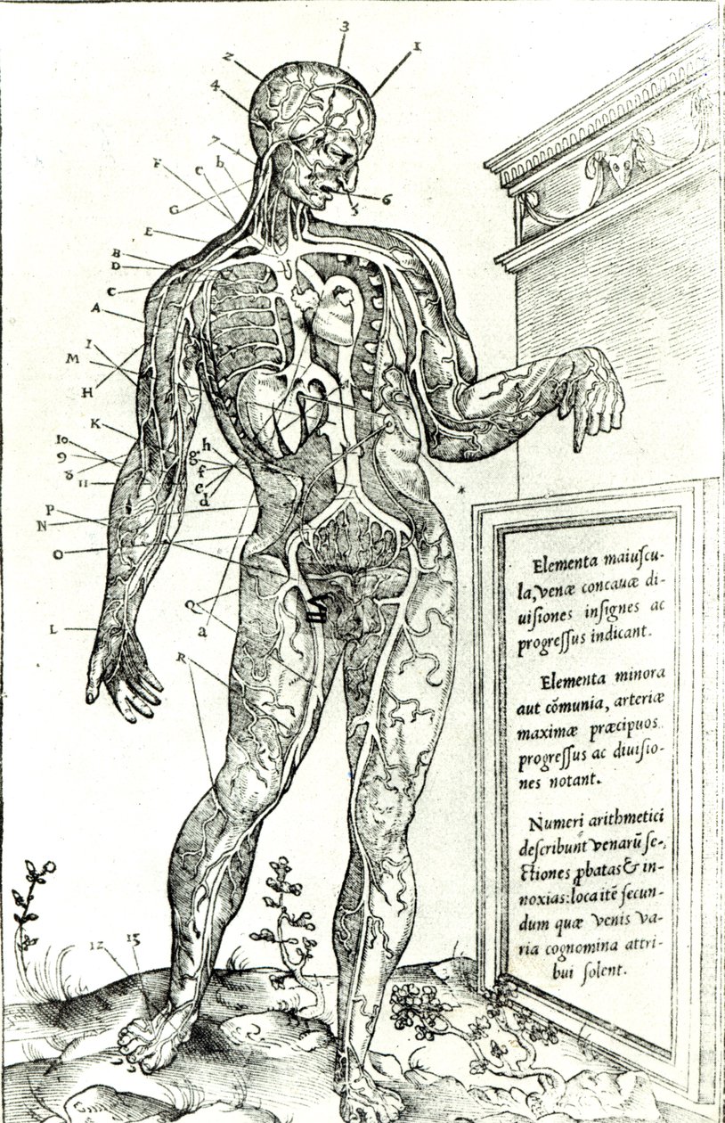 Sistema vascolare secondo Charles Etienne, da De dissectione partium corporis humani libri tres, 1545 da French School