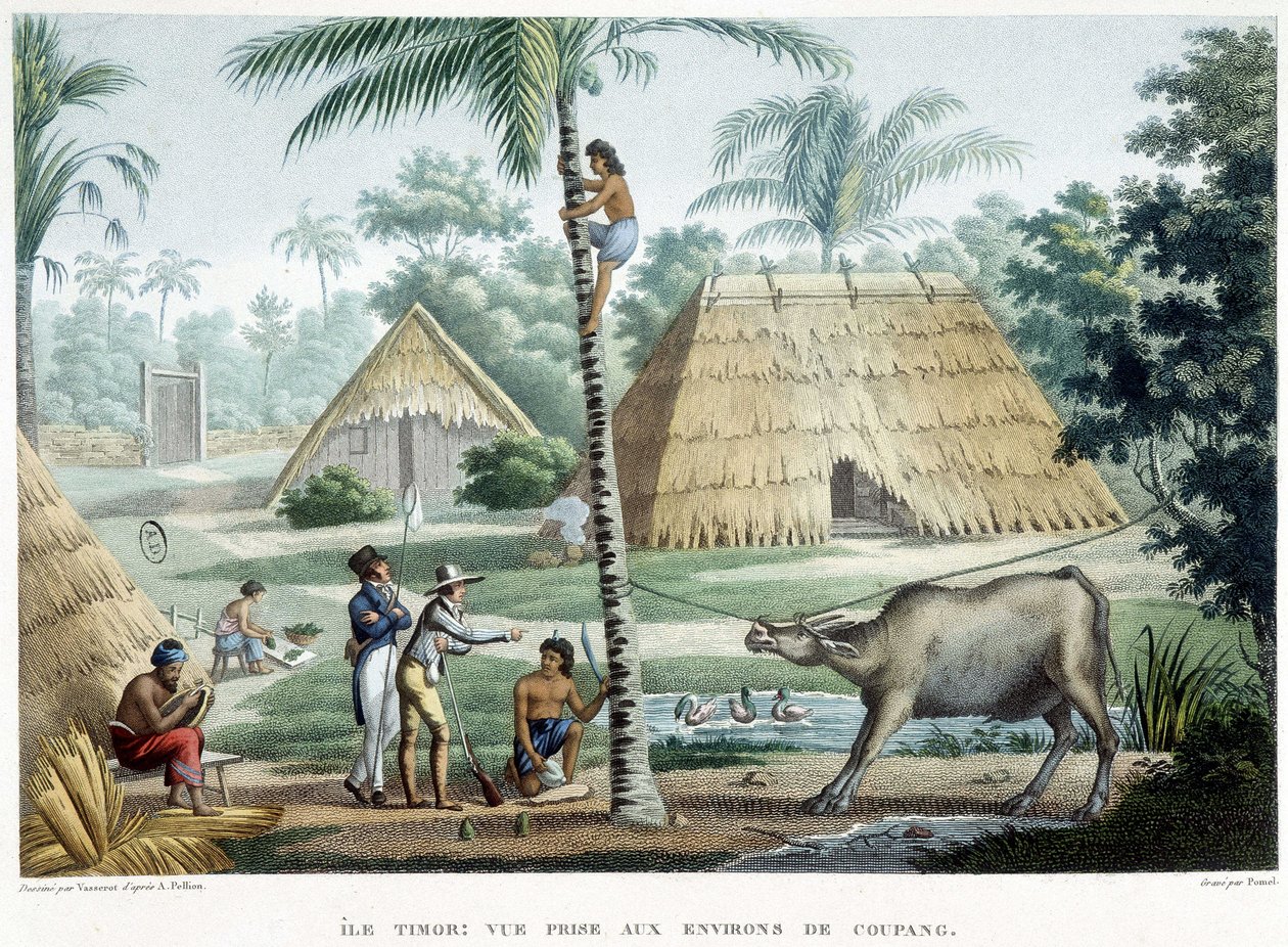 Veduta presa nei dintorni di Coupang, isola di Timor da French School