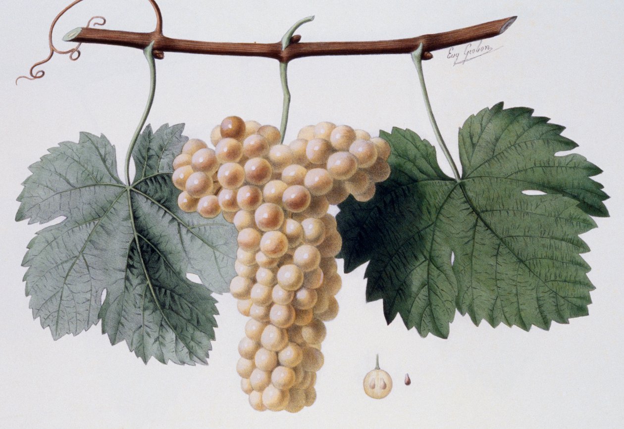Vitigno Viognier, Viogne