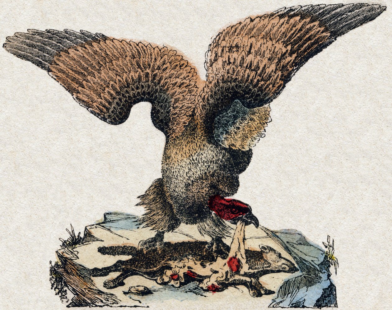 Avvoltoio. Incisione in "Alfabeto degli animali selvatici". 9a Serie. Immagini di Epinal, Pellerin, stampatore-editore, circa 1870. Incisioni su legno, stencil. 16 pagine. Dim: 20 x 15 cm. Collezione privata da French School