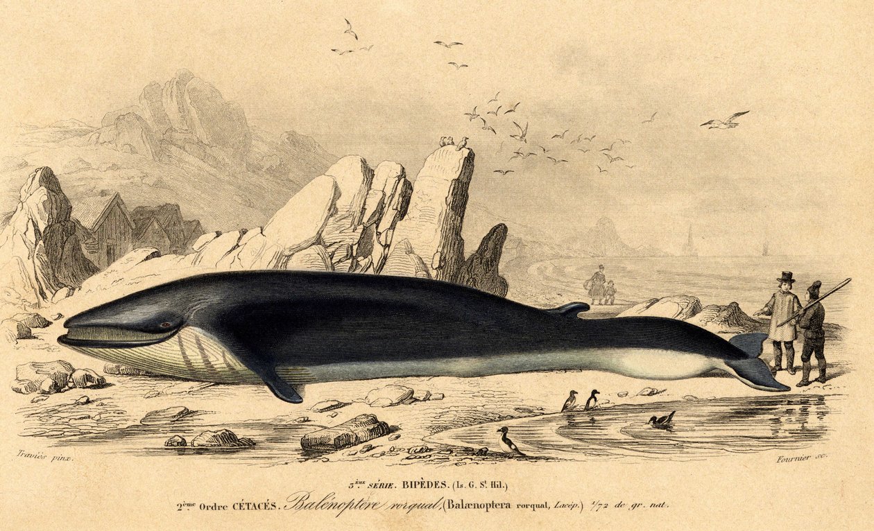 Balena o balenottera (Balaenoptera rorqual) da French School