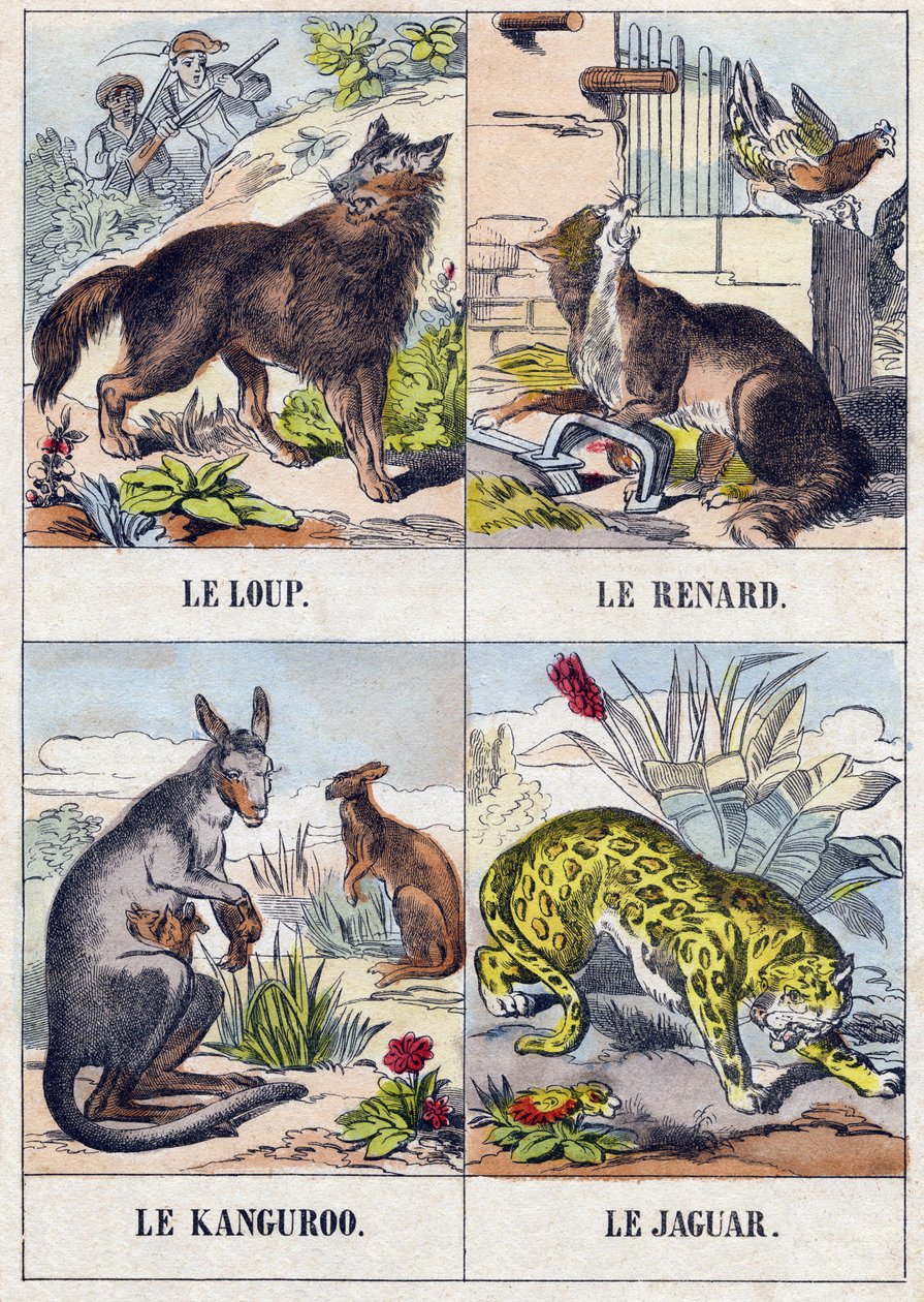 Lupo; Volpe; Canguro; Giaguaro da French School