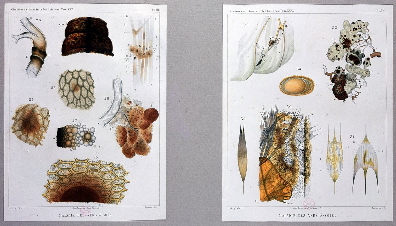 Lavoro sulla malattia del baco da seta presentato da Pasteur all