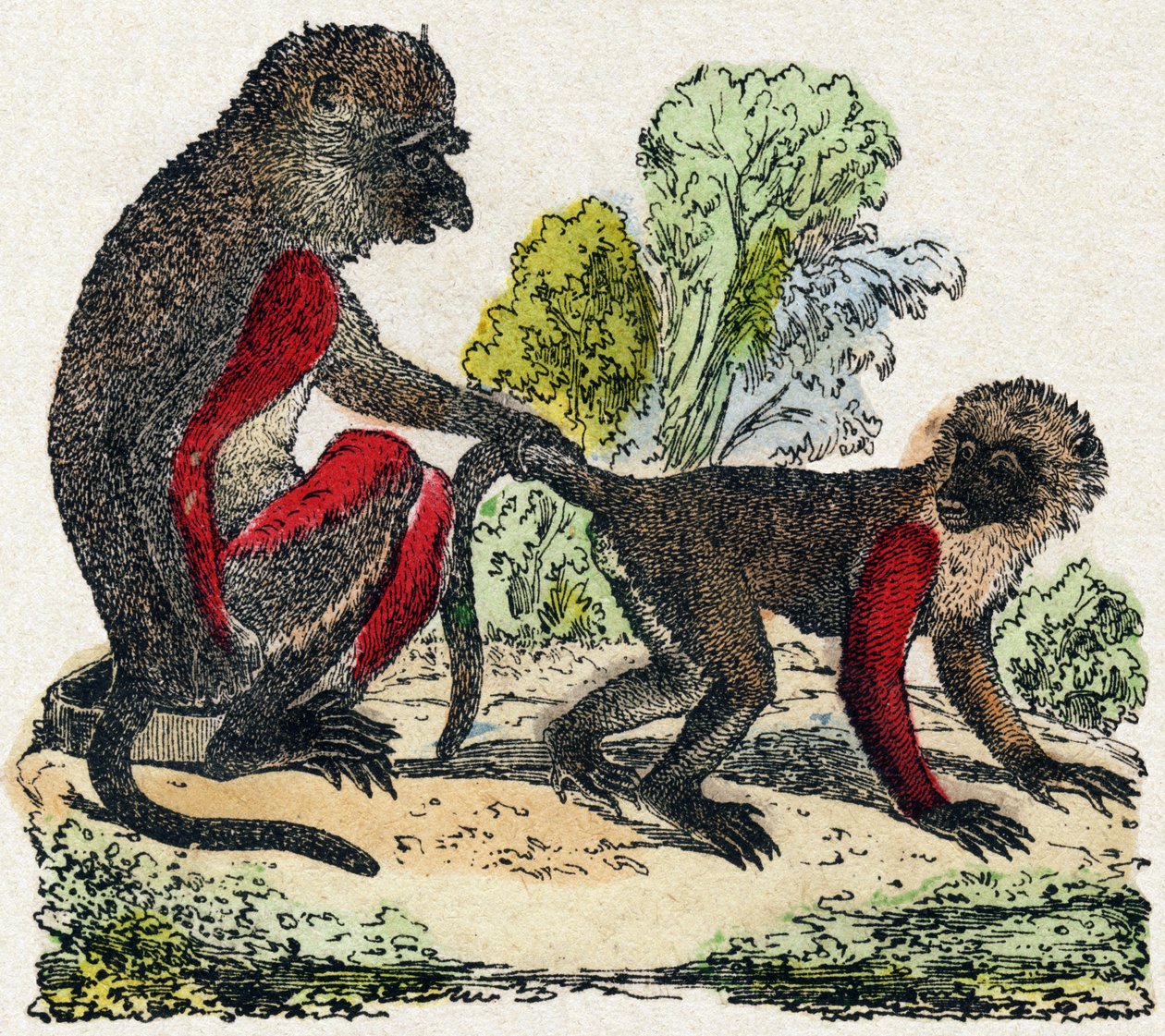 Yarques. Incisione in "Alfabeto degli animali selvatici". 9a Serie. Immagini di Epinal, Pellerin, stampatore-editore, circa 1870. Incisioni su legno, stencil. 16 pagine. Dim: 20 x 15 cm. Collezione privata da French School