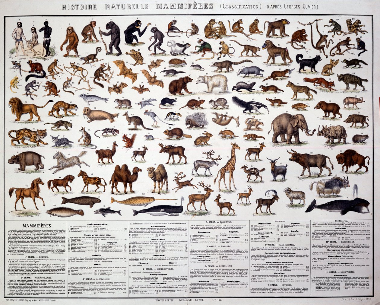 Zoologia: classificazione dei mammiferi secondo il biologo francese Georges Cuvier (1769-1832) da French School