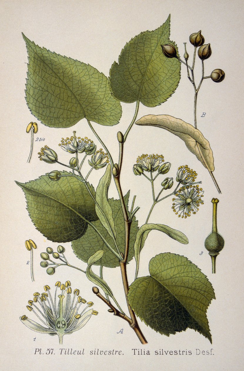 Foglie del 