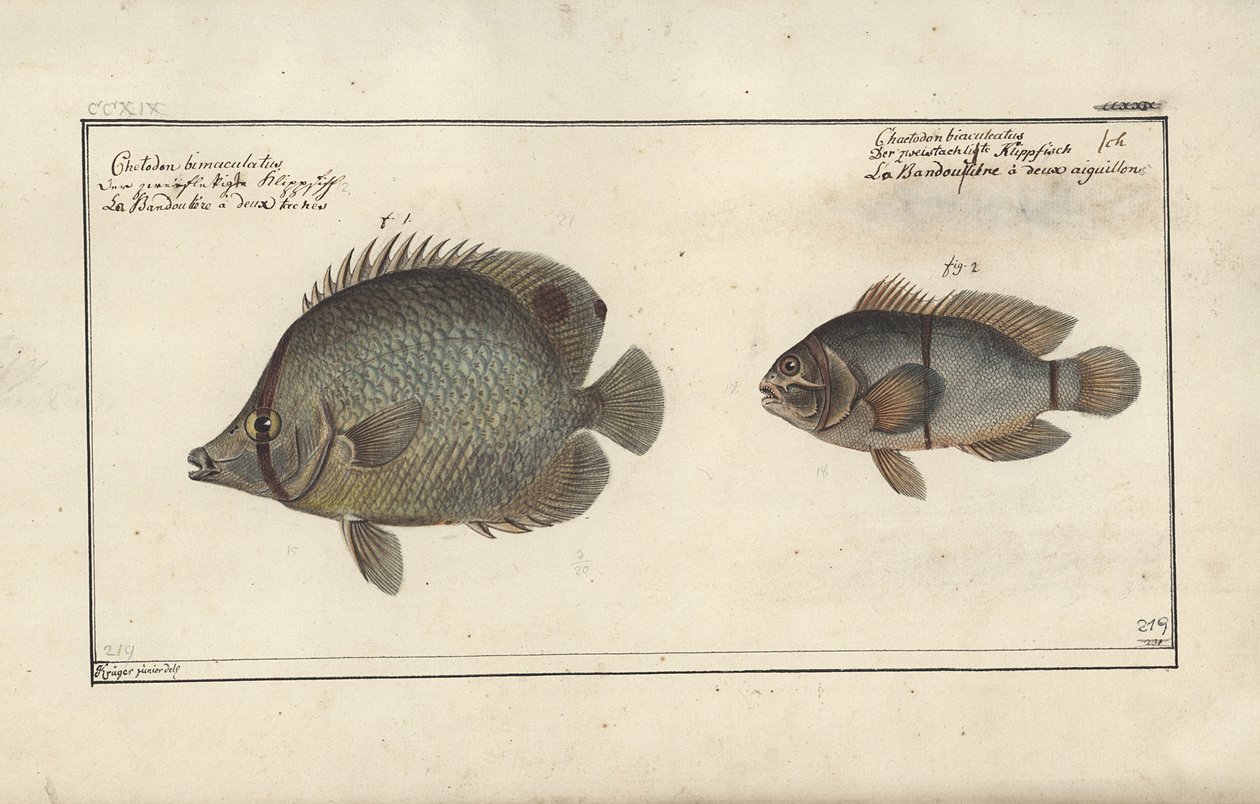 Chaetodon ocellatus, prima del 1790 da Friedrich August Kruger