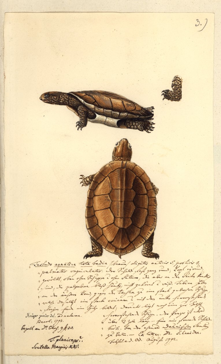 Platemys platicephala, 1793 da Friedrich August Kruger