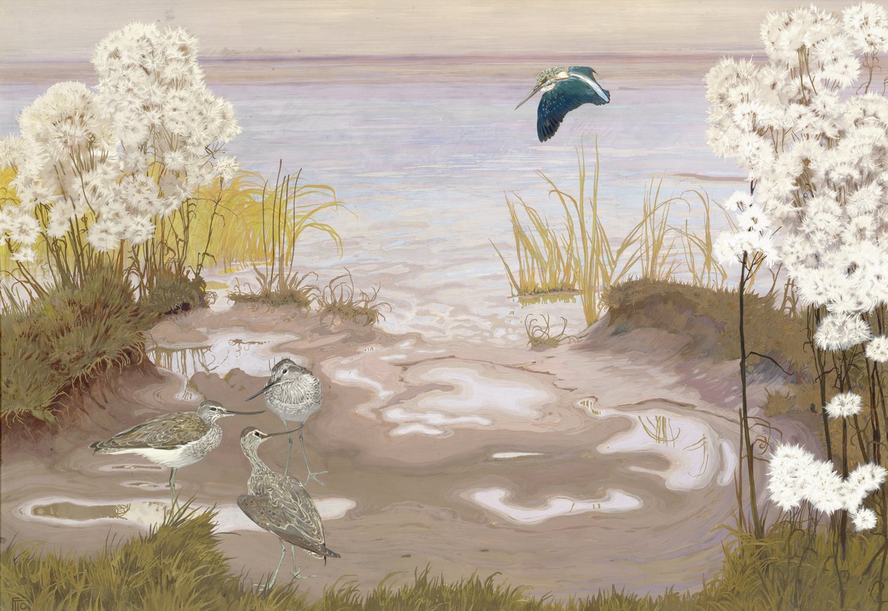 Uccello sulle distese fangose dell