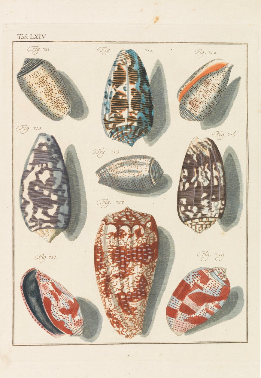 Neues systematisches Conchylien-Cabinet, 1768 da Friedrich Heinrich Wilhelm Martini