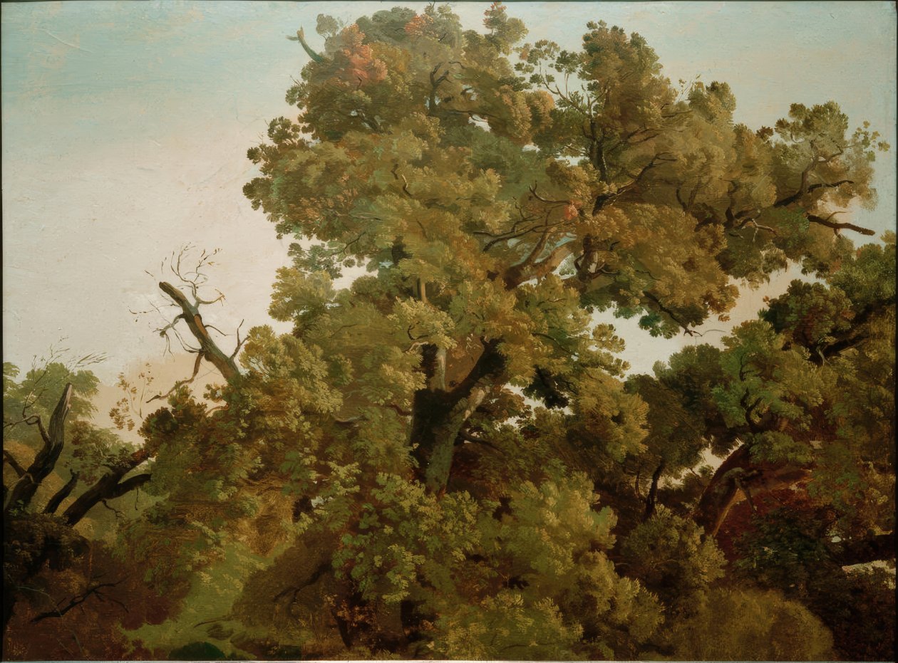 Quercia da Friedrich Nerly