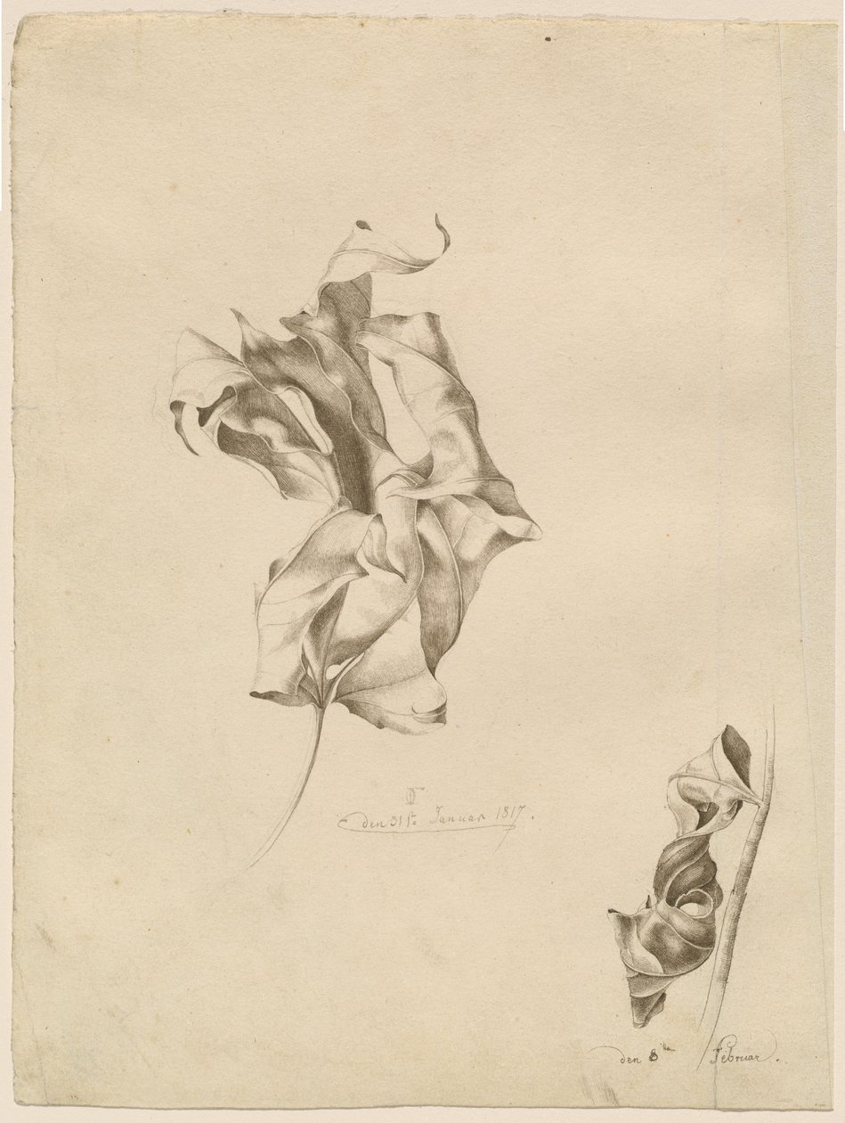 Foglie avvizzite da Friedrich Olivier