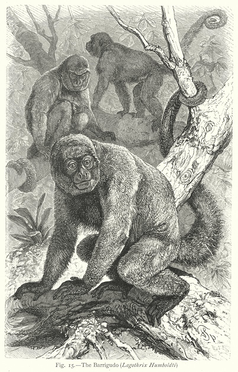 Il Barrigudo (Lagothrix Humboldti) (incisione) da Friedrich Specht