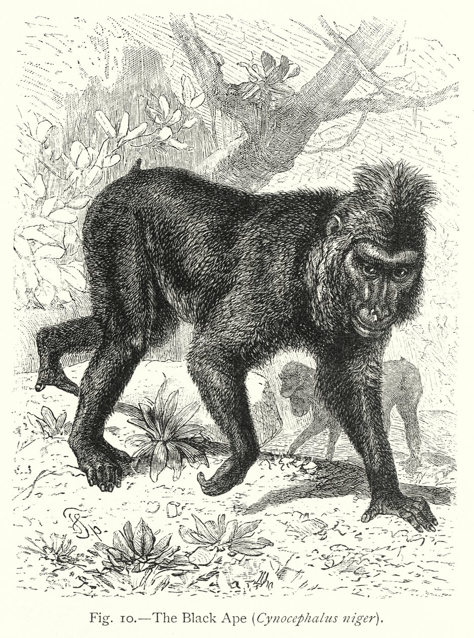  da Friedrich Specht