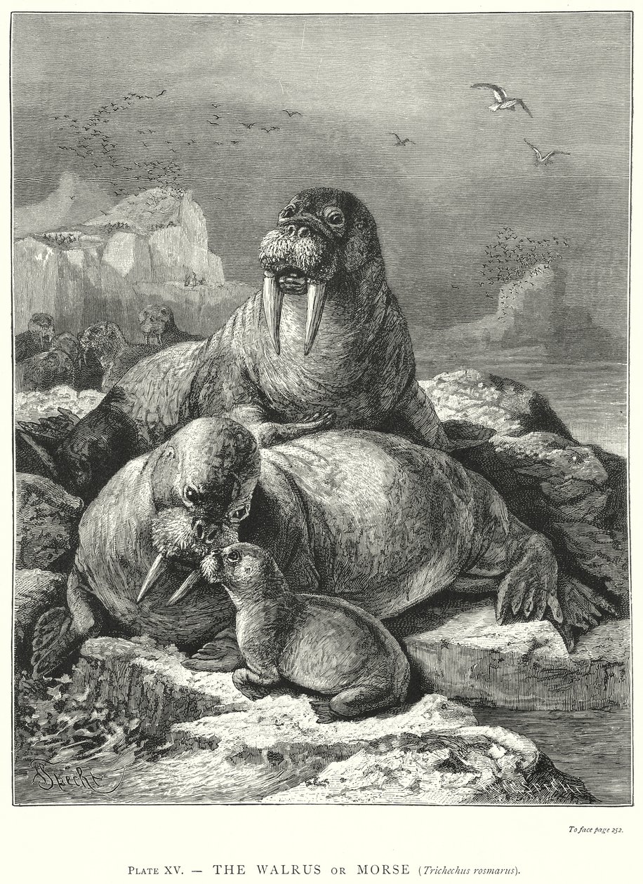  da Friedrich Specht