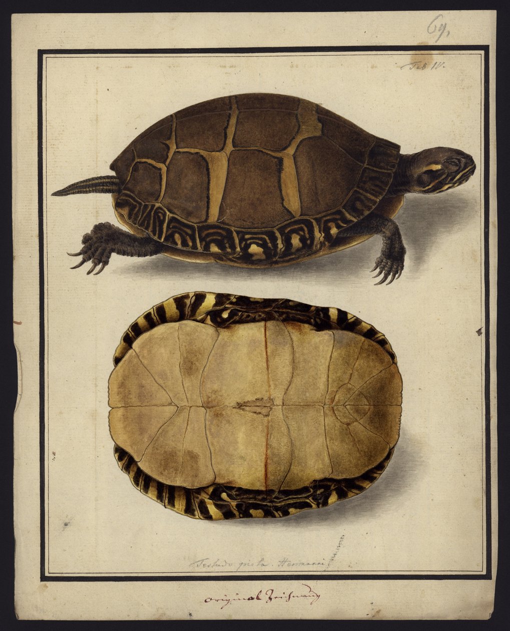 Chrysemys picta, prima del 1792 da Friedrich Wilhelm Wunder