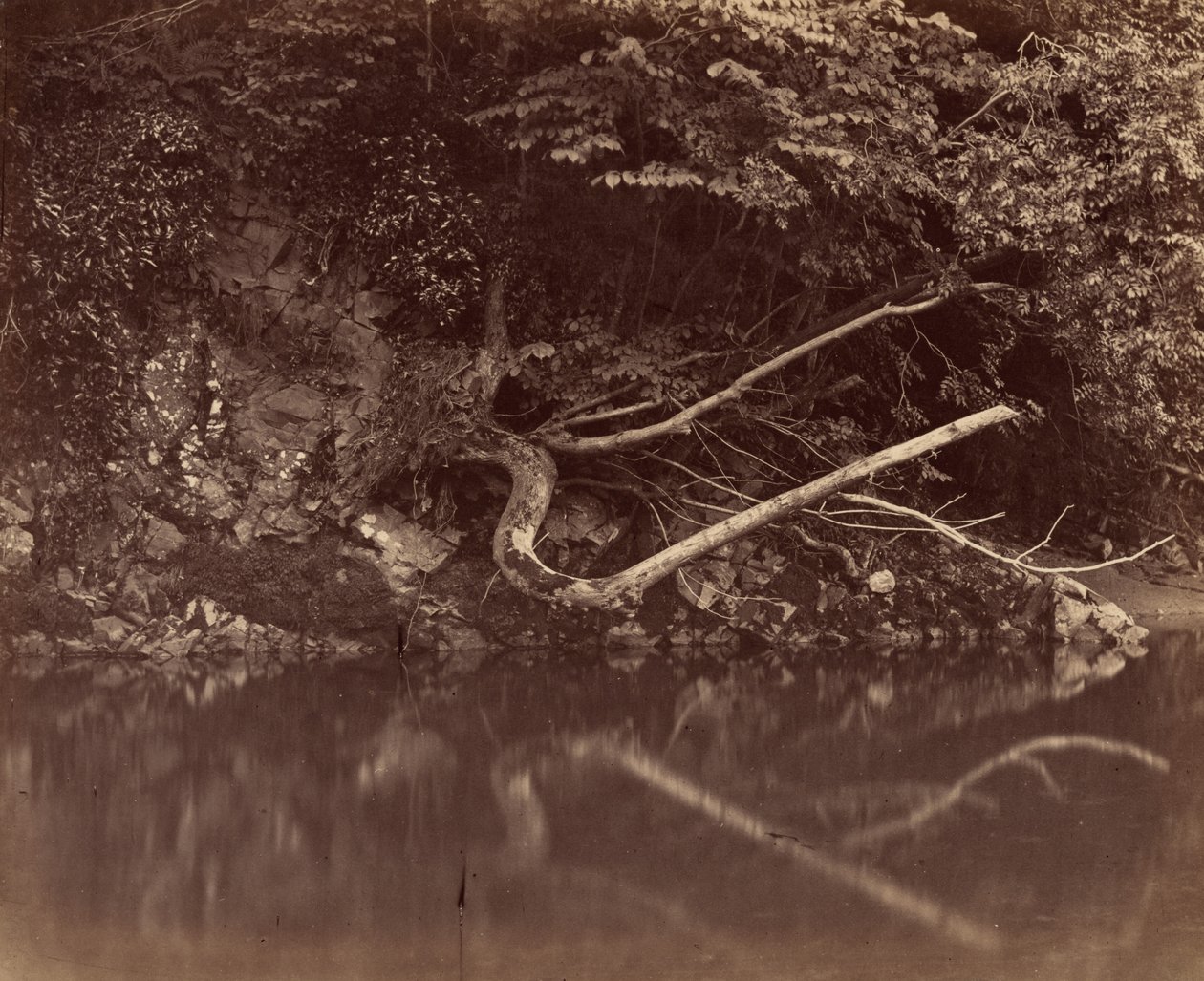 Riva del fiume nella Vale of Neath, c. 1855 (foto) da G.B. Gething