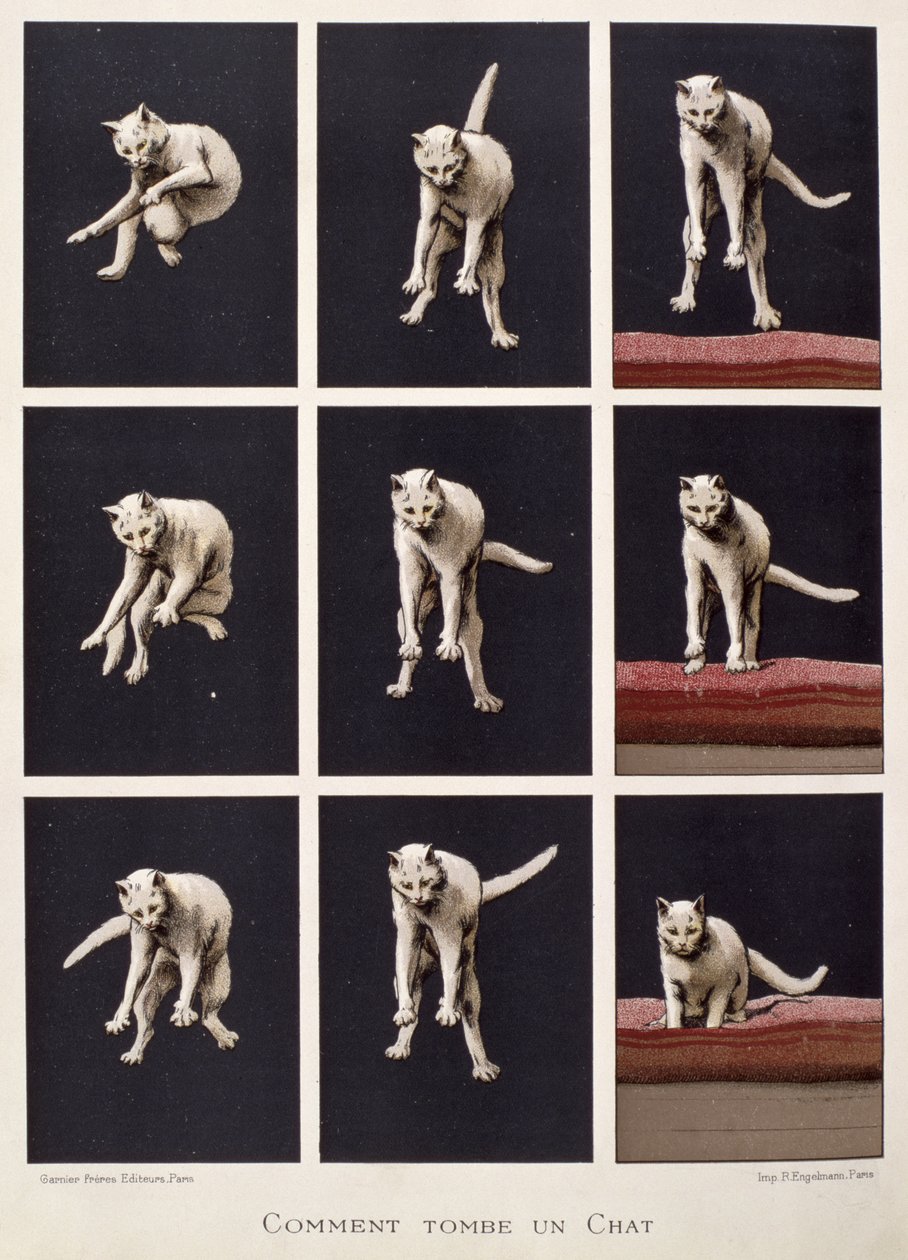 Come cade un gatto, da Les Dernieres Merveilles de la Science di Daniel Bellet da G. Lasellaz