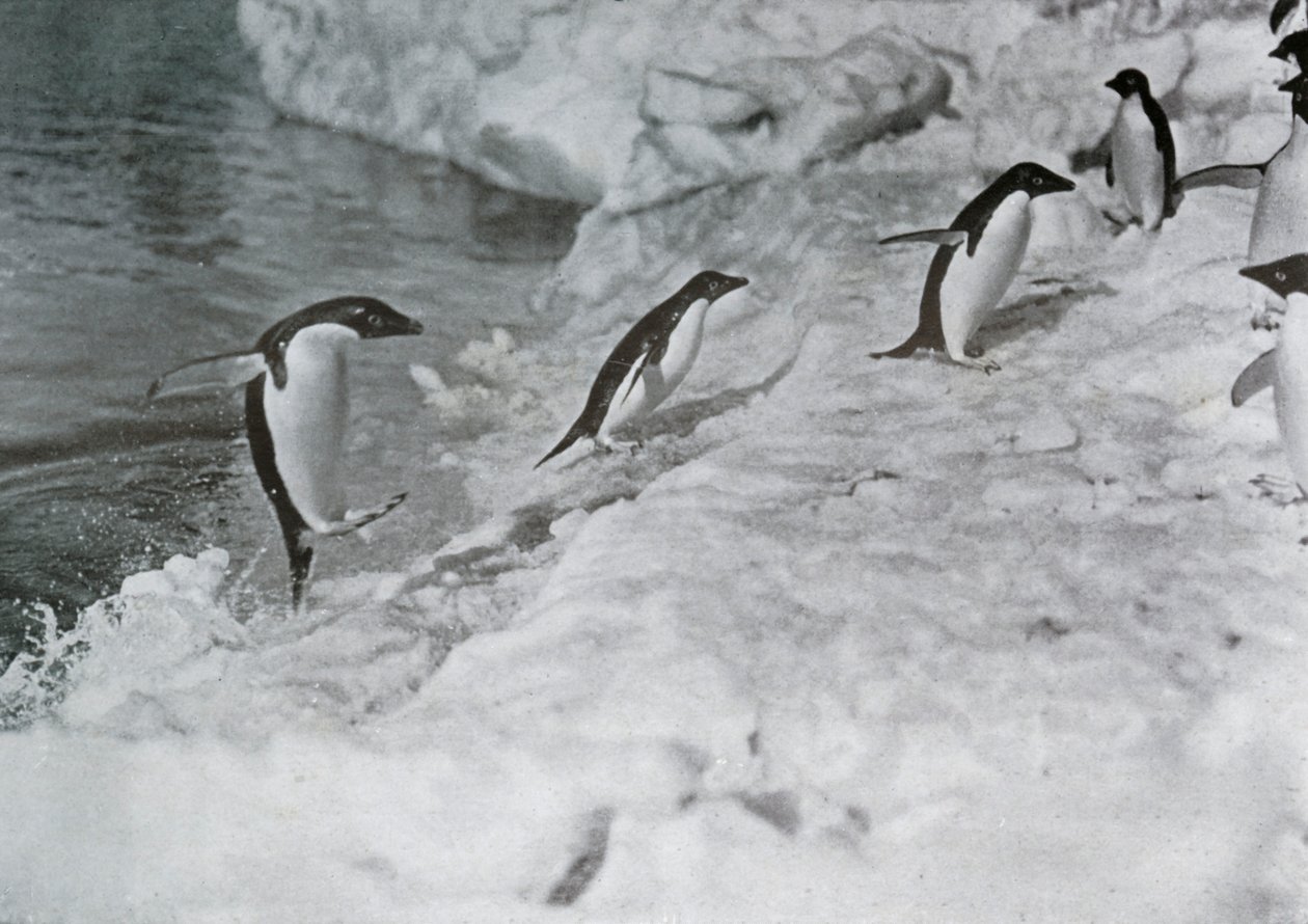 Pinguini che saltano sul ghiaccio, c. 1911, 1913 da G. Murray Levick