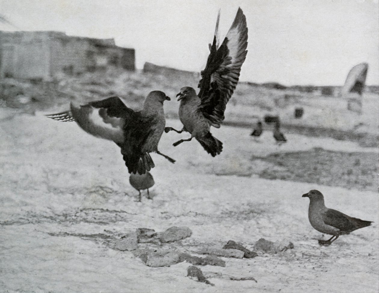 Gabbiani Skua che lottano per un pezzo di grasso, 1911, 1913 da G. Murray Levick