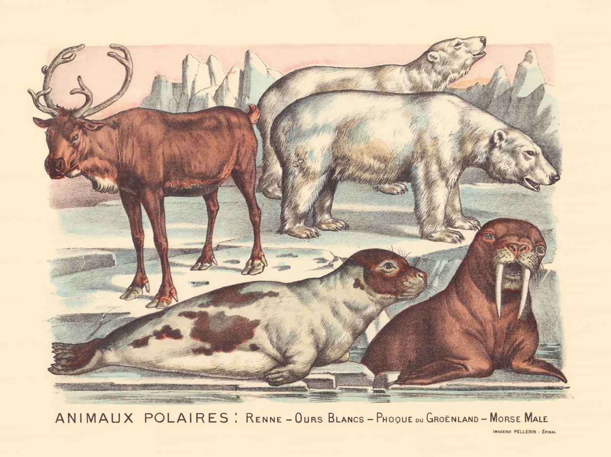 Pagina 14: Animali polari: renne, orsi polari, foca della Groenlandia, tricheco maschio da Gabriel Gostiaux