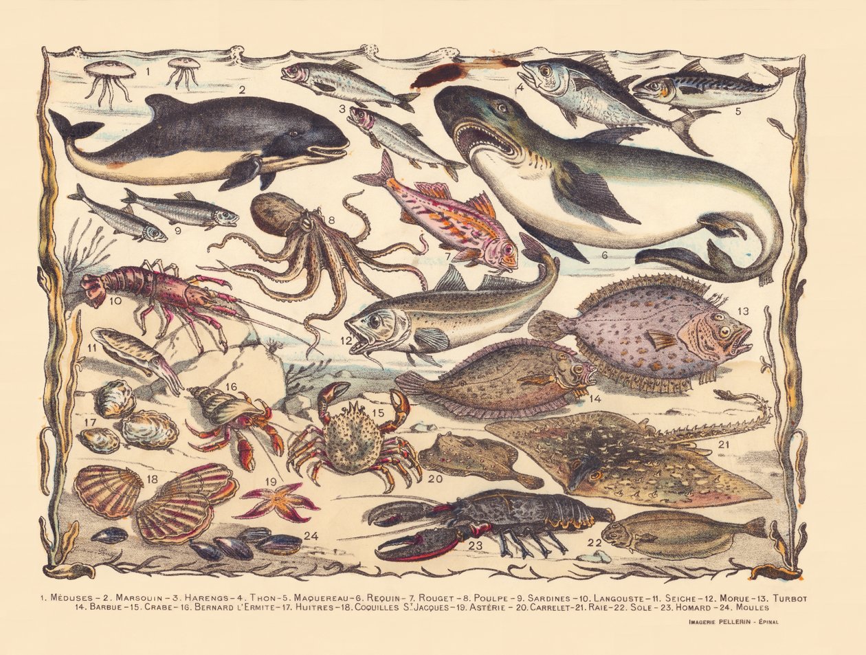 Pagina 16: Meduse, focena, aringa, tonno, sgombro, squalo, cefalo, polpo, sardine, aragosta, seppia, merluzzo, rombo, barba, granchio, eremita Bernard, ostriche, capesante, asteria, piastrella, razza, sogliola, aragosta, cozze da Gabriel Gostiaux