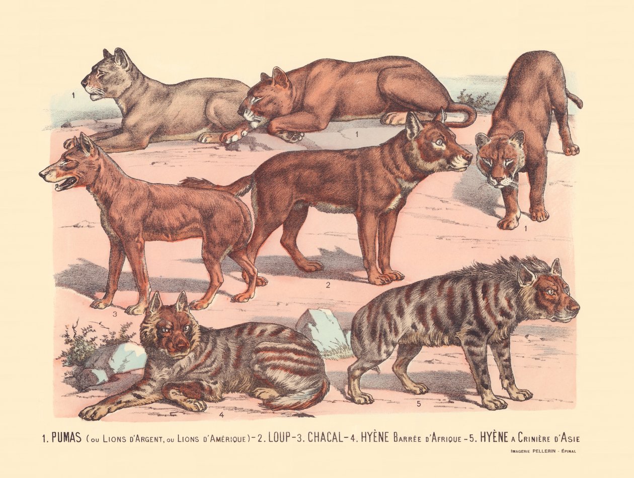 Pagina 13: Puma o leoni argentati o leoni americani, lupo, sciacallo, iena striata africana, iena asiatica da Gabriel Gostiaux