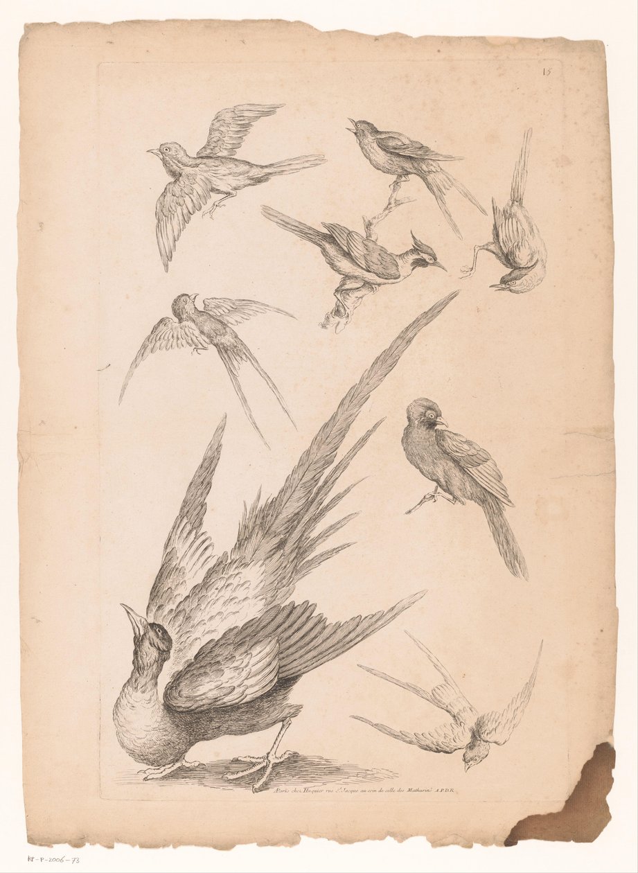 Otto uccelli cinesi, tra cui forse uccelli del paradiso da Gabriel Huquier (attributed to)