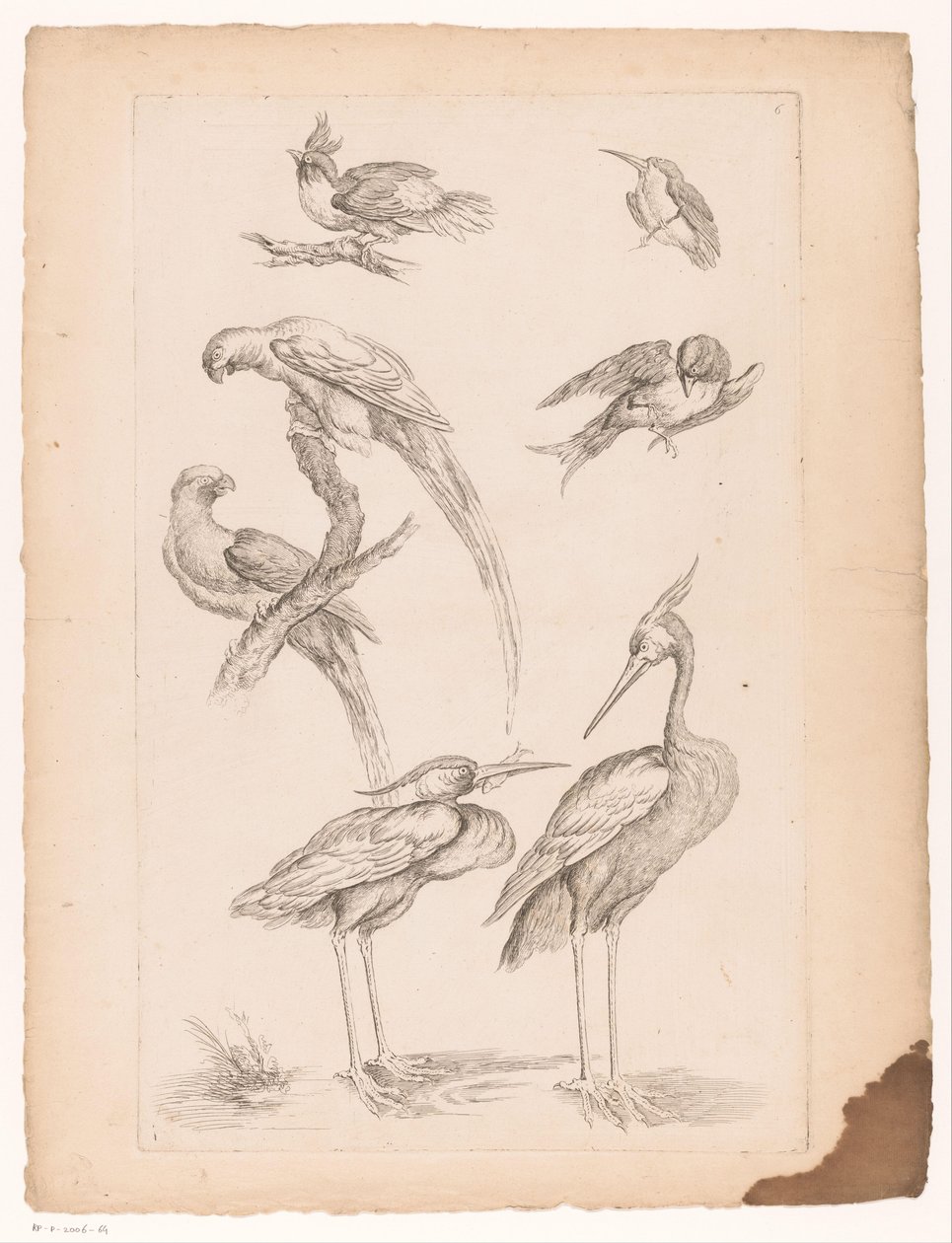 Sette uccelli cinesi, tra cui aironi e pappagalli (Diversi uccelli cinesi) da Gabriel Huquier (attributed to)