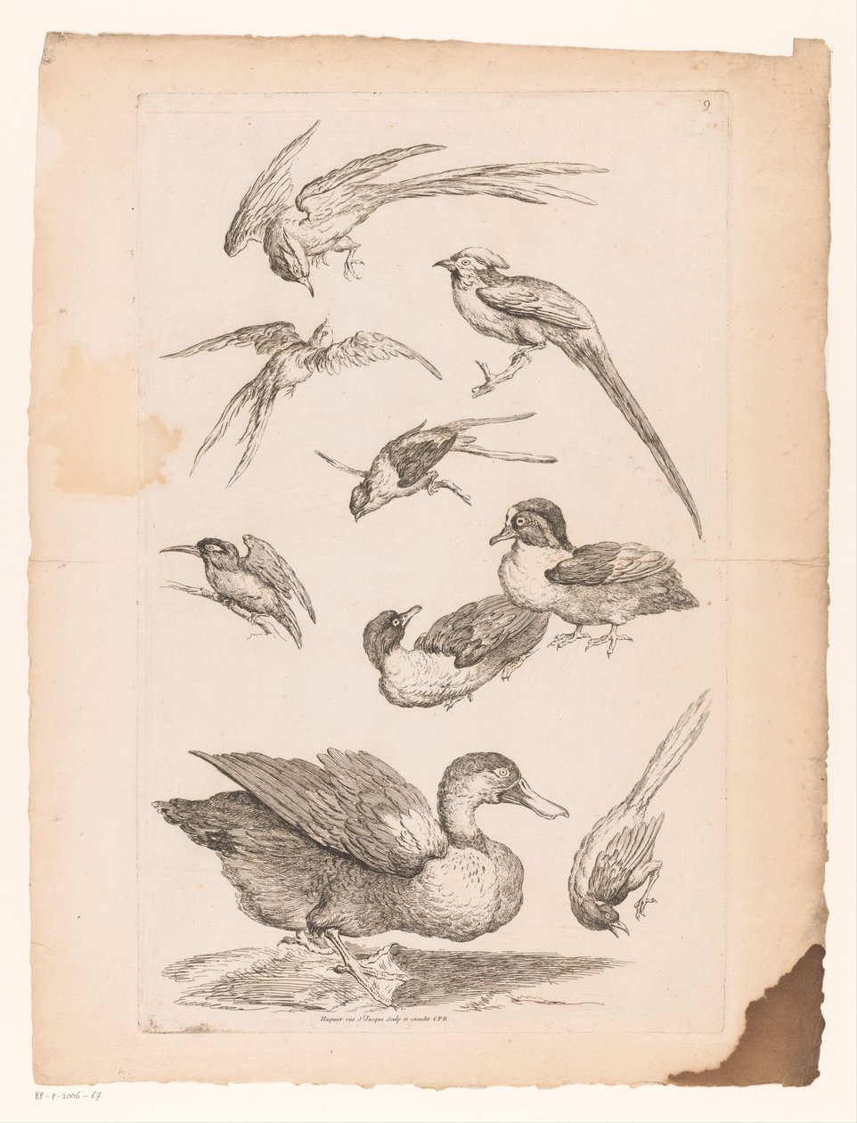 Nove uccelli cinesi, tra cui anatre, un martin pescatore e forse uccelli del paradiso (serie Verschillende Chinese vogels, Livre des differentes espèces d