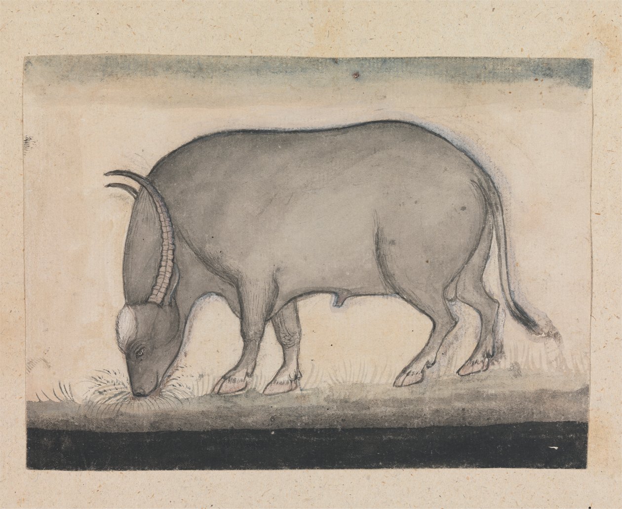 Bufalo d
